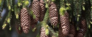 Preview wallpaper cones, fir, pine needles, thorns, twigs