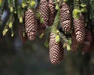 Preview wallpaper cones, fir, pine needles, thorns, twigs