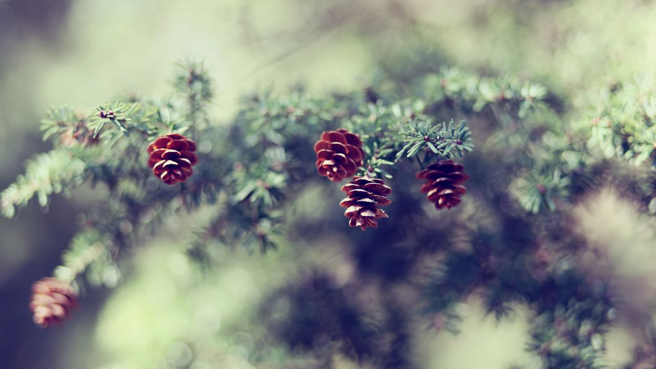Wallpaper cones, fir-tree, branch, degradation