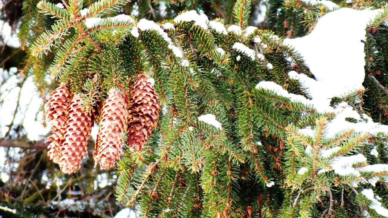 Wallpaper cones, fir-tree, branches, snow, winter, prickles