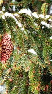 Preview wallpaper cones, fir-tree, branches, snow, winter, prickles