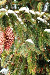 Preview wallpaper cones, fir-tree, branches, snow, winter, prickles