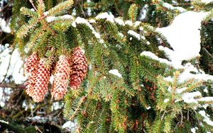 Preview wallpaper cones, fir-tree, branches, snow, winter, prickles