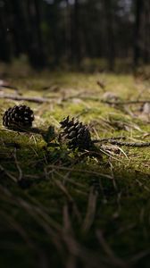 Preview wallpaper cones, grass, branches, macro