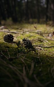 Preview wallpaper cones, grass, branches, macro