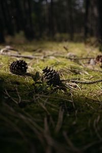 Preview wallpaper cones, grass, branches, macro