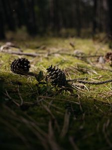 Preview wallpaper cones, grass, branches, macro