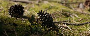 Preview wallpaper cones, grass, branches, macro