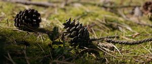 Preview wallpaper cones, grass, branches, macro