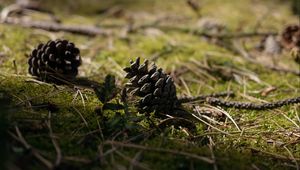 Preview wallpaper cones, grass, branches, macro