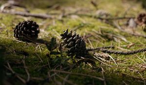 Preview wallpaper cones, grass, branches, macro