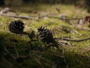 Preview wallpaper cones, grass, branches, macro