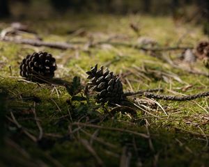 Preview wallpaper cones, grass, branches, macro