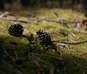 Preview wallpaper cones, grass, branches, macro