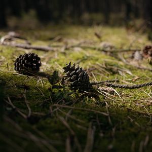 Preview wallpaper cones, grass, branches, macro