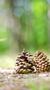 Preview wallpaper cones, grass, forest