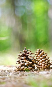 Preview wallpaper cones, grass, forest