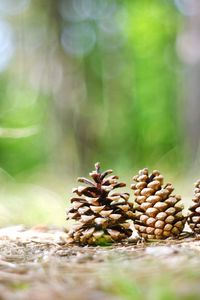 Preview wallpaper cones, grass, forest