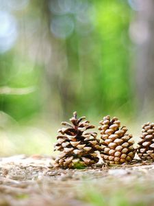 Preview wallpaper cones, grass, forest