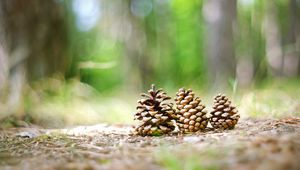 Preview wallpaper cones, grass, forest