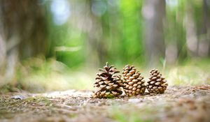 Preview wallpaper cones, grass, forest