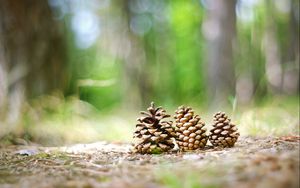 Preview wallpaper cones, grass, forest