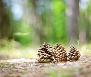 Preview wallpaper cones, grass, forest