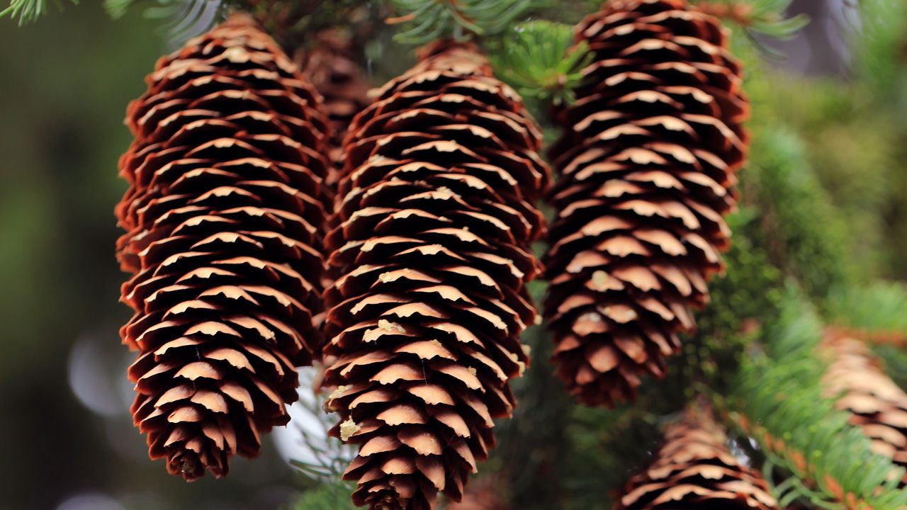 Wallpaper cones, needles, blur, macro