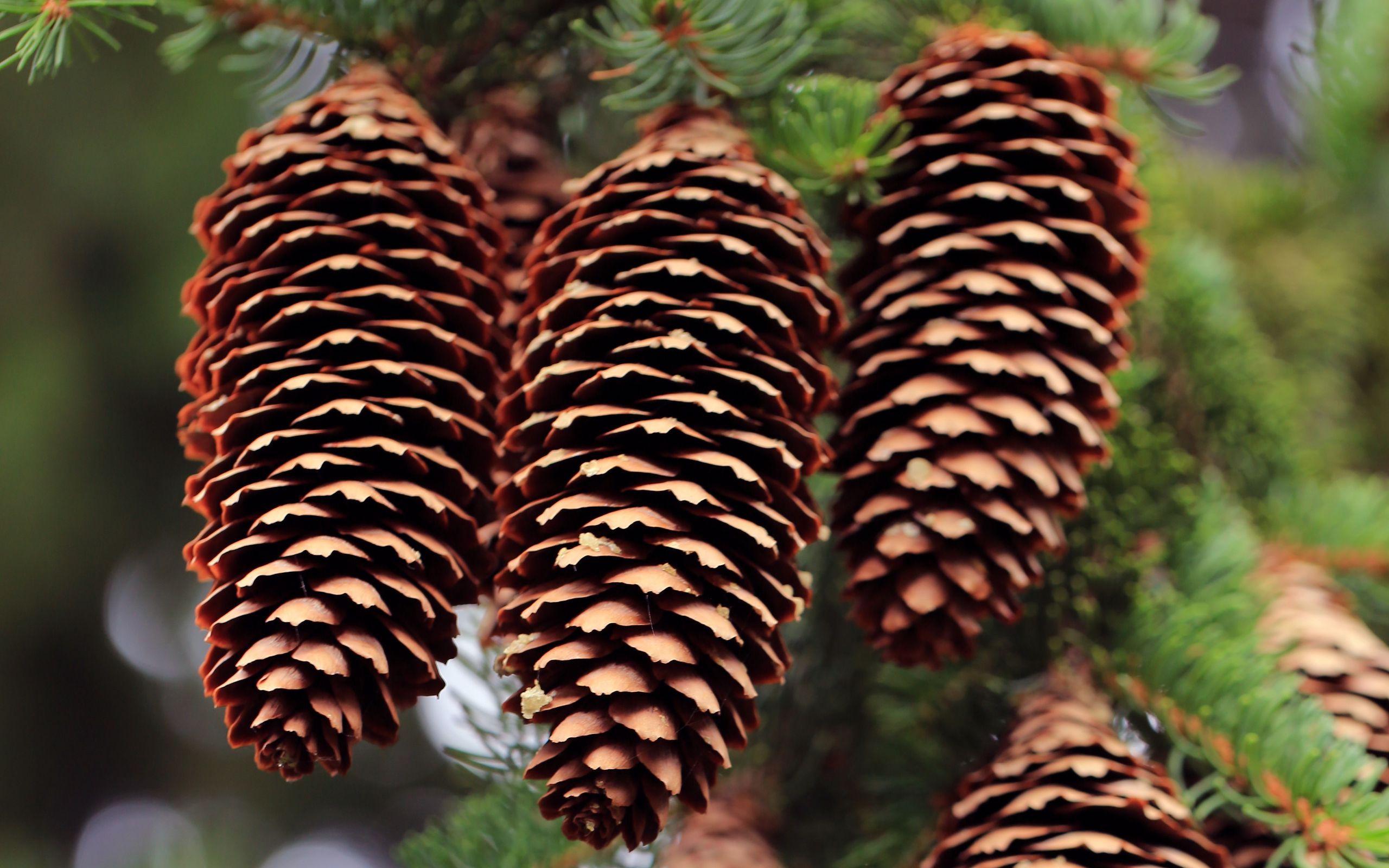 2560x1600 Wallpaper cones, needles, blur, macro