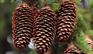 Preview wallpaper cones, needles, blur, macro