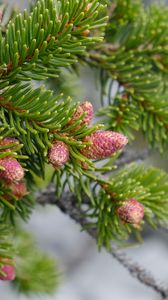 Preview wallpaper cones, needles, branch, macro