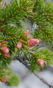 Preview wallpaper cones, needles, branch, macro