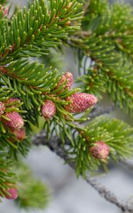 Preview wallpaper cones, needles, branch, macro