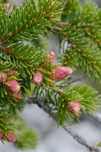 Preview wallpaper cones, needles, branch, macro