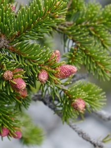 Preview wallpaper cones, needles, branch, macro