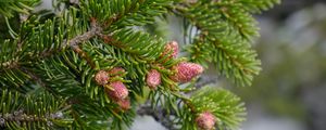 Preview wallpaper cones, needles, branch, macro