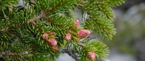 Preview wallpaper cones, needles, branch, macro