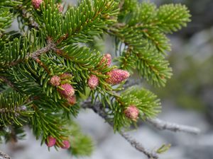 Preview wallpaper cones, needles, branch, macro