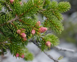 Preview wallpaper cones, needles, branch, macro