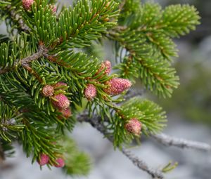 Preview wallpaper cones, needles, branch, macro