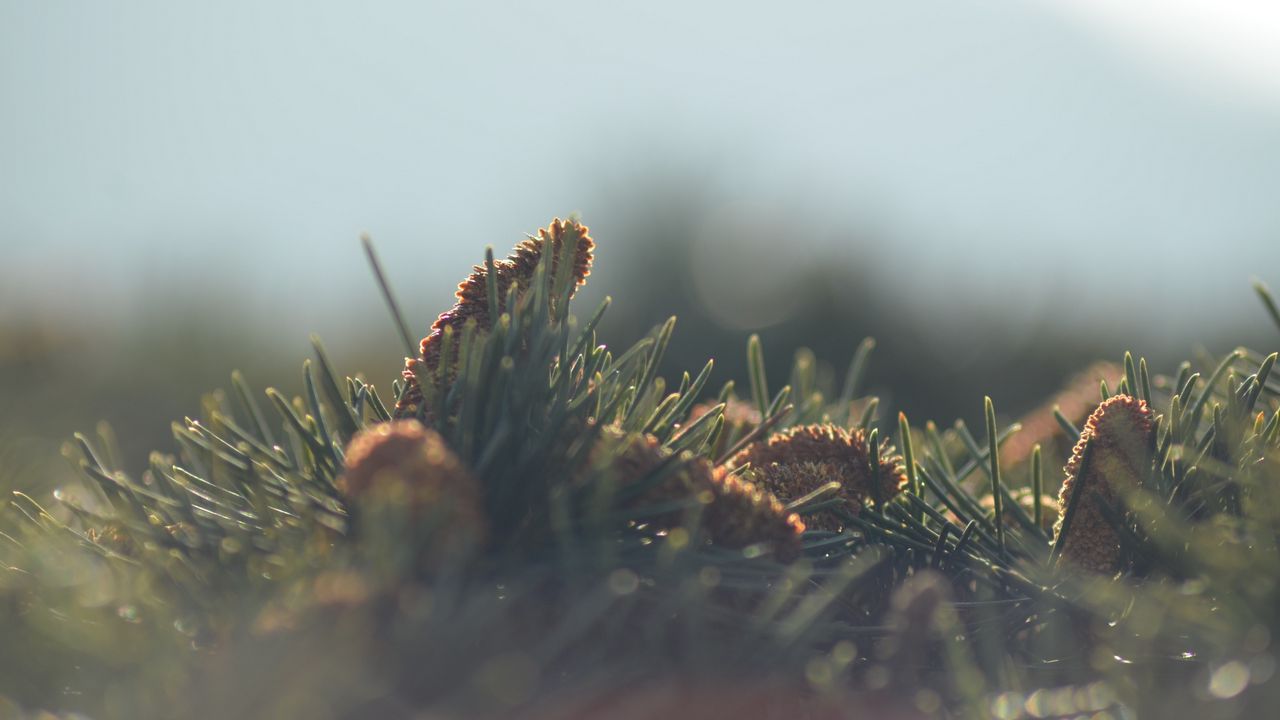 Wallpaper cones, needles, fir-needle