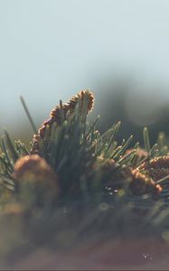 Preview wallpaper cones, needles, fir-needle