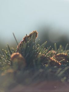 Preview wallpaper cones, needles, fir-needle