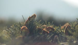 Preview wallpaper cones, needles, fir-needle