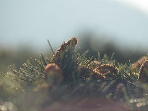 Preview wallpaper cones, needles, fir-needle