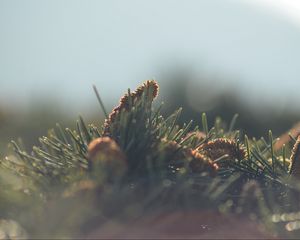 Preview wallpaper cones, needles, fir-needle