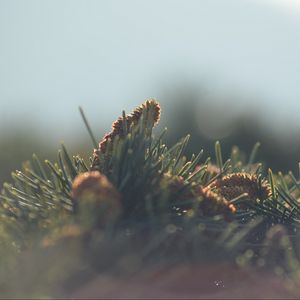 Preview wallpaper cones, needles, fir-needle