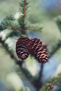 Preview wallpaper cones, needles, macro