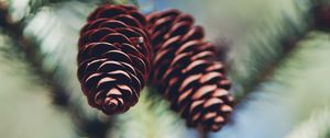 Preview wallpaper cones, needles, macro