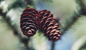 Preview wallpaper cones, needles, macro